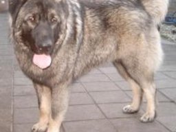 Albanian shara mountain dog
